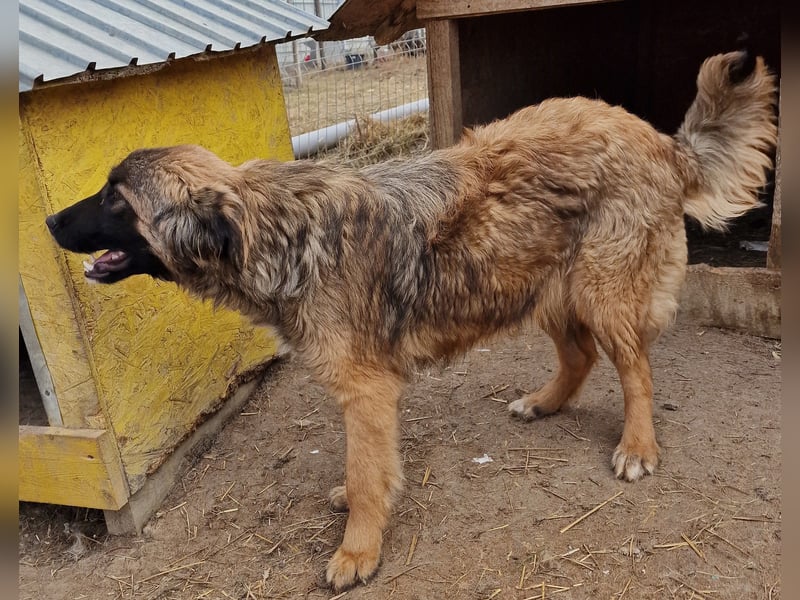 Peach - freundlich und verträglich