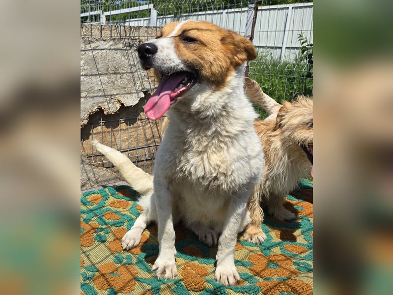 Lucy - interessiert und verträglich