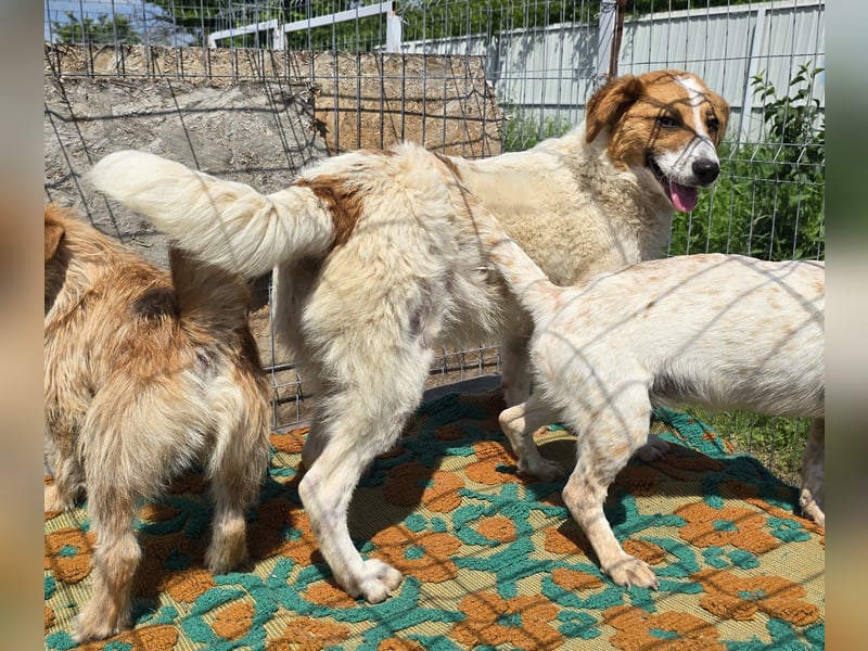Lucy - interessiert und verträglich