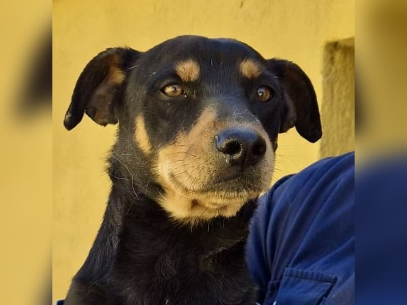 Kevin - familiengeignet, zutraulich und lernwillig