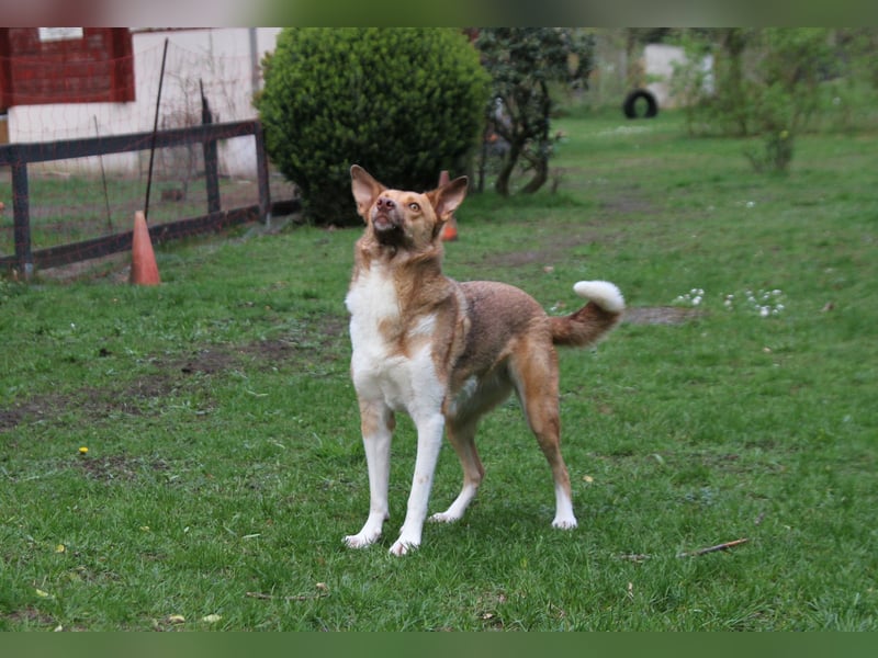 Andorra - freundlich und verträglich - BEREITS IN DEUTSCHLAND