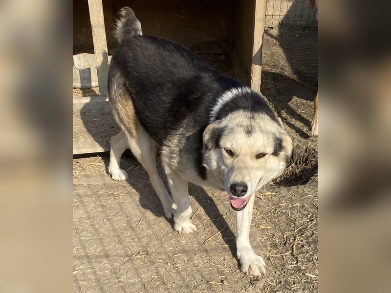 Liyana - interessiert und verträglich