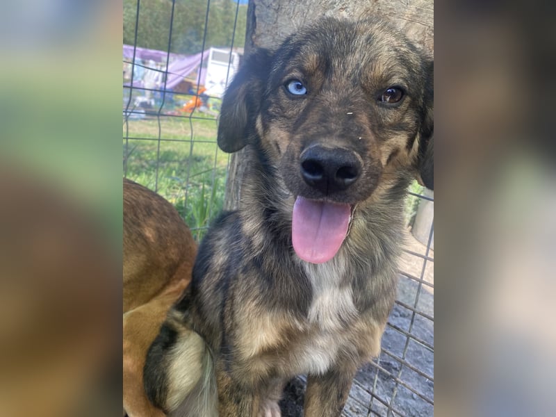 Azul - verträglich und lernwillig