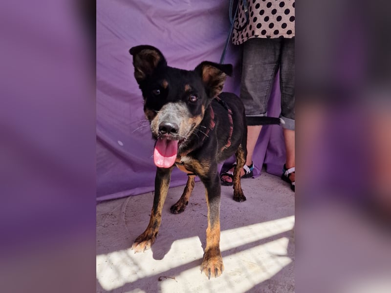 Melvin - neugierig und verspielt