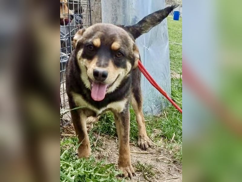 Lenni - freundlich und neugierig