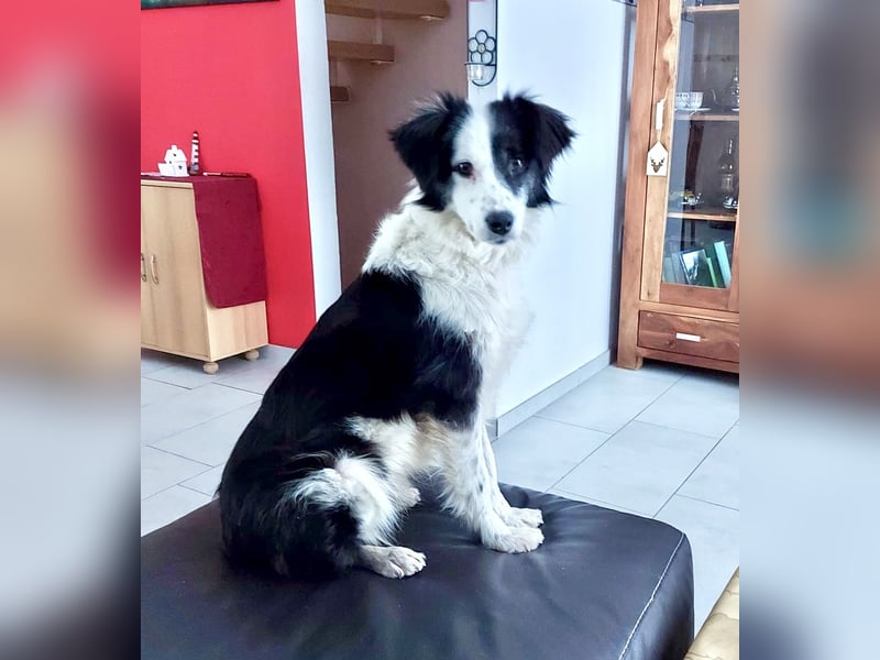 Lilli - verschmust und lernwillig -BEREITS IN DEUTSCHLAND