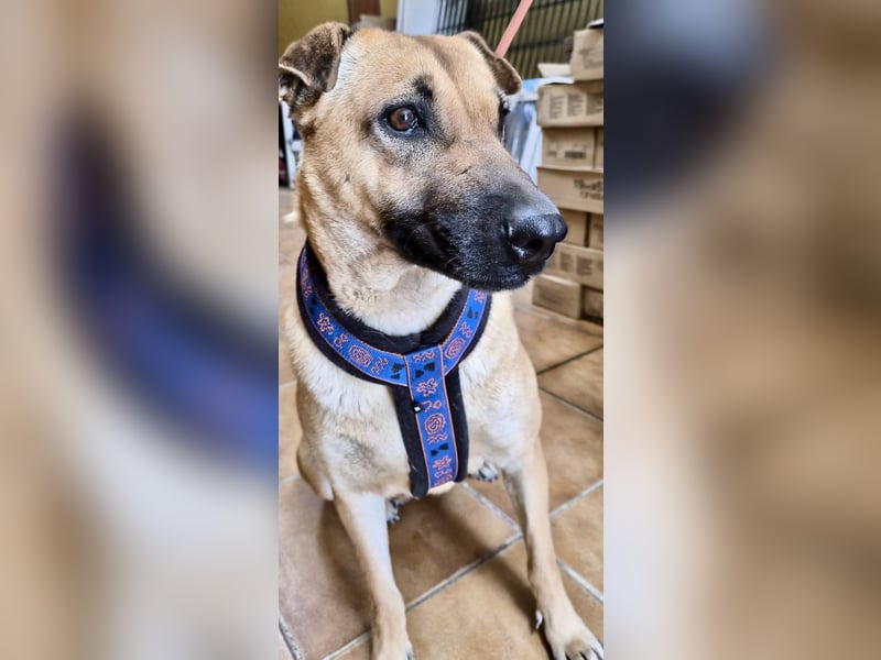 Rosie - freudlich, lernwillig und verschmust