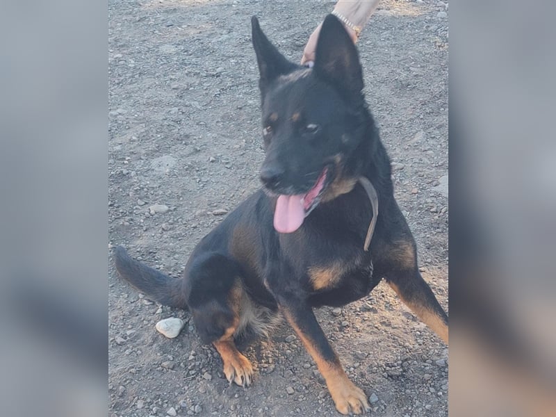 Jessy - zutraulich und agil