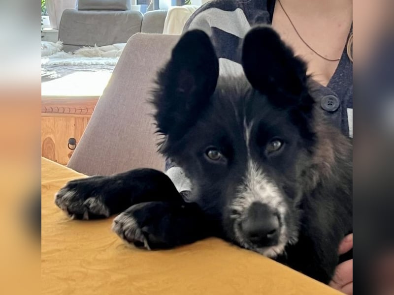 Rocco - verschmust, lernwillig und offen BEREITS IN DEUTSCHLAND