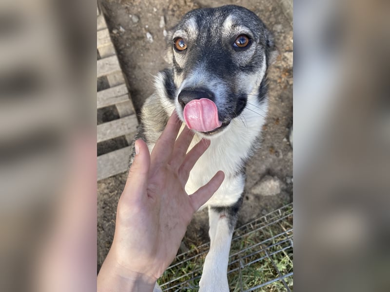 Gibbs - neugierig und aufmerksam