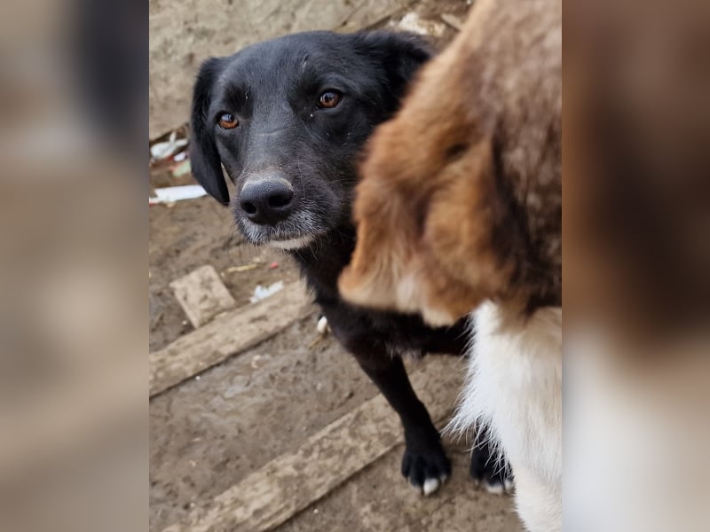 Lance - verträglich und vorsichtig