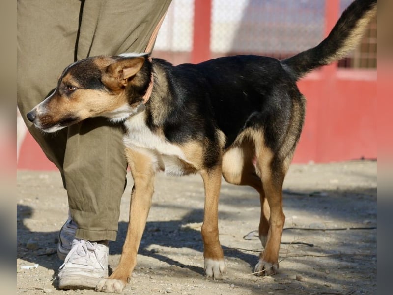 Violeta, zurückhaltend,. verschmust, freundlich
