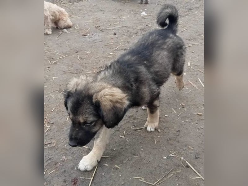 Gismo - verträglich und schüchtern