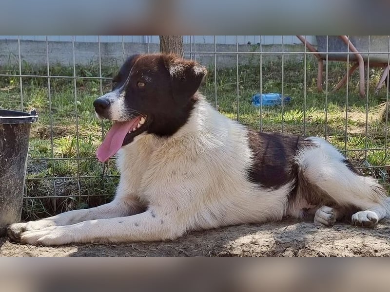 Ike - verschmust und freundlich