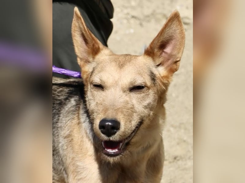 Estela - familiengeignet, zutraulich und aufmerksam