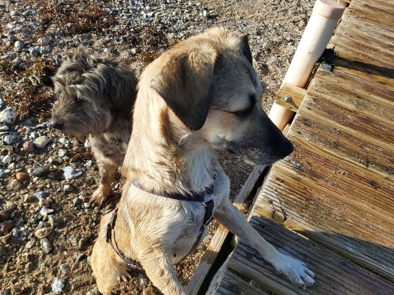 Caya - freundlich und verschmust - BEREITS IN DEUTSCHLAND