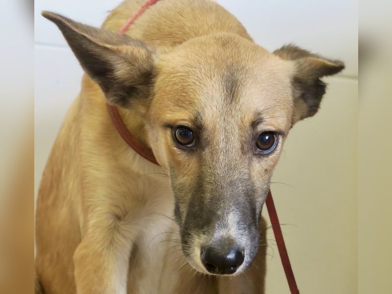 Pichichus, jung,lernwillig und aufgeschlossen