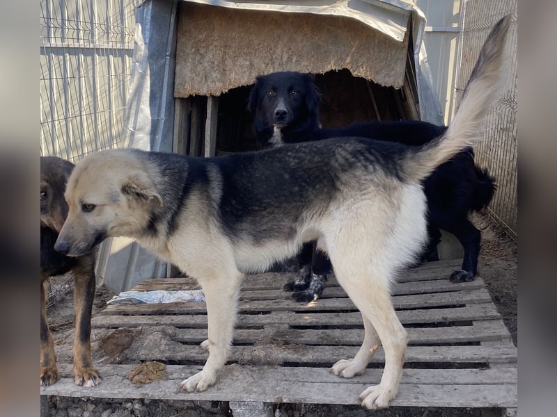 Clemens - neugierig und agil