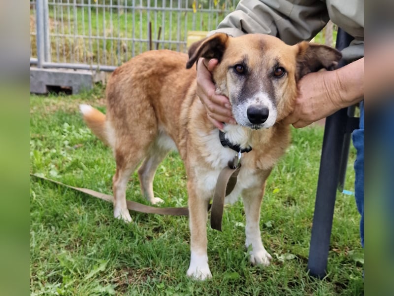 Violet - gemütlich und verschmust - BEREITS IN DEUTSCHLAND