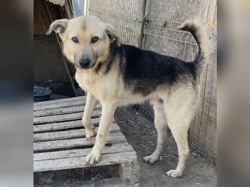 Clemens - neugierig und agil