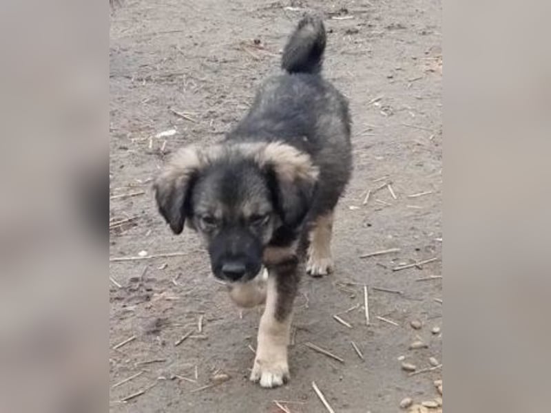 Gismo - verträglich und schüchtern