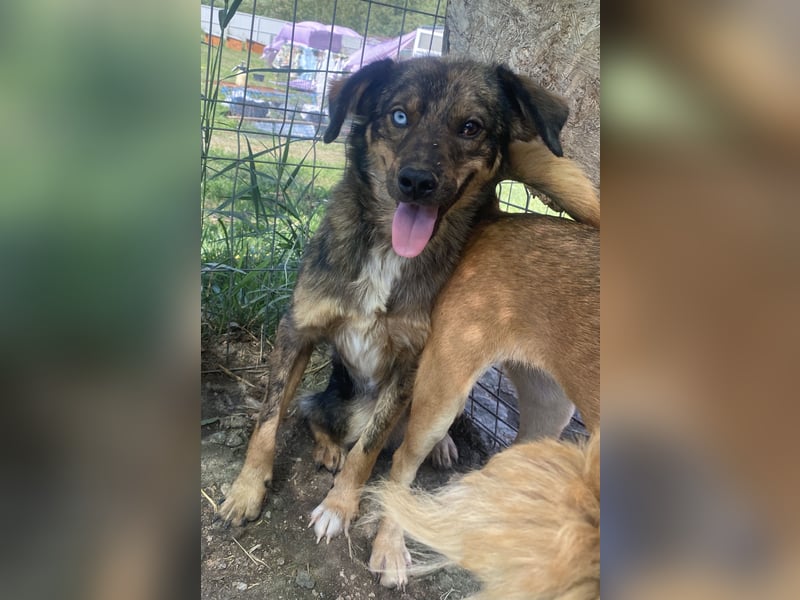 Azul - verträglich und lernwillig