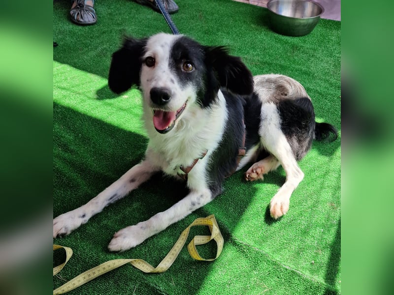 Lilli - verschmust und lernwillig -BEREITS IN DEUTSCHLAND