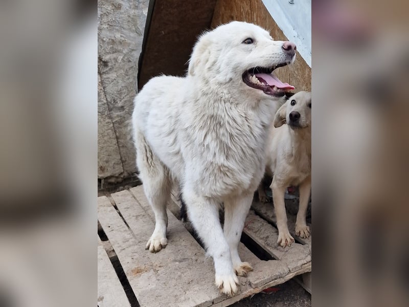 Miko - verschmust und verträglich