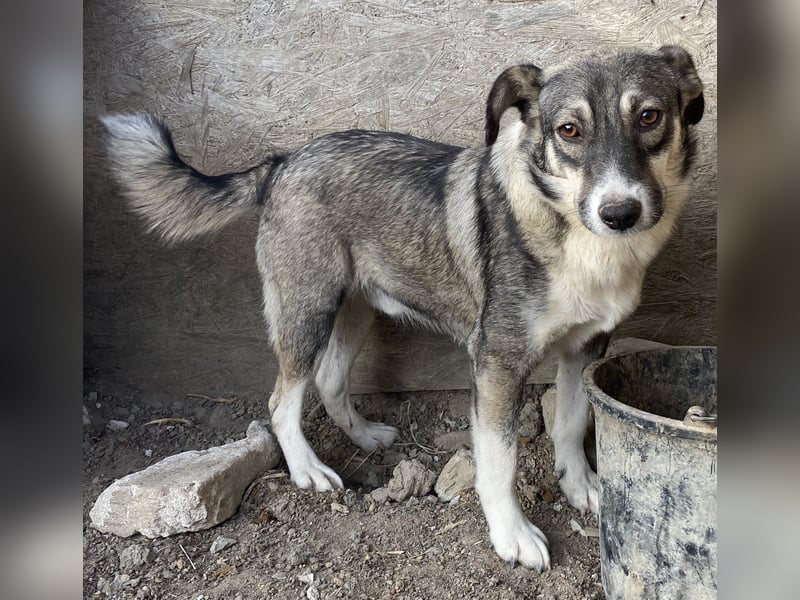 Gibbs - neugierig und aufmerksam