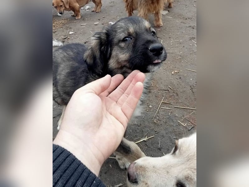 Gismo - verträglich und schüchtern