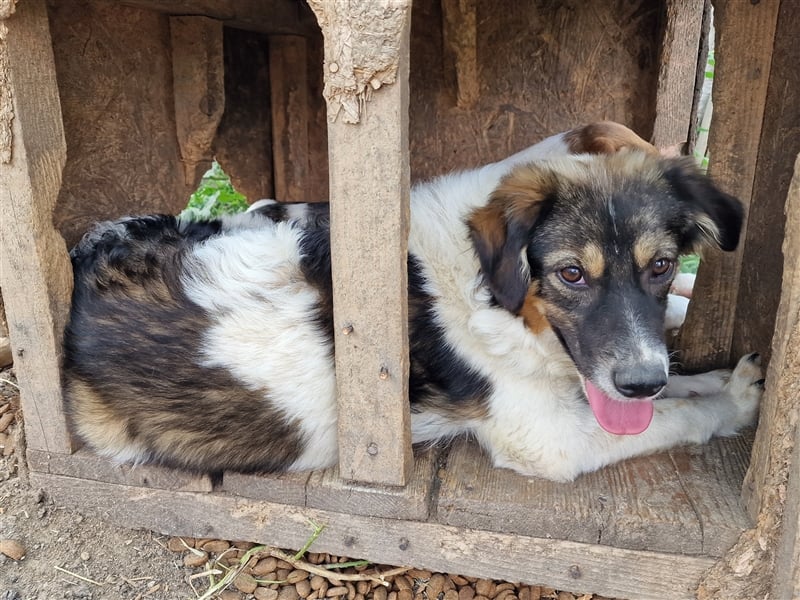 Gretchen - interessiert und neugierig