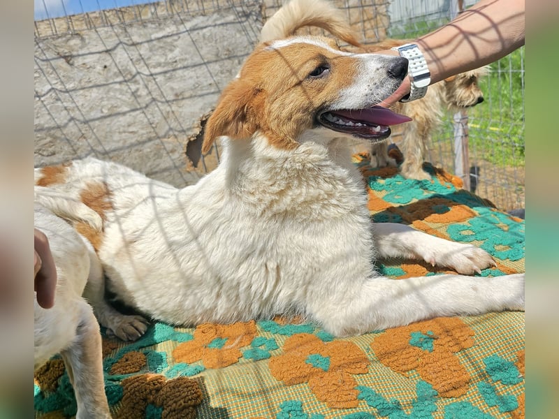 Lucy - interessiert und verträglich