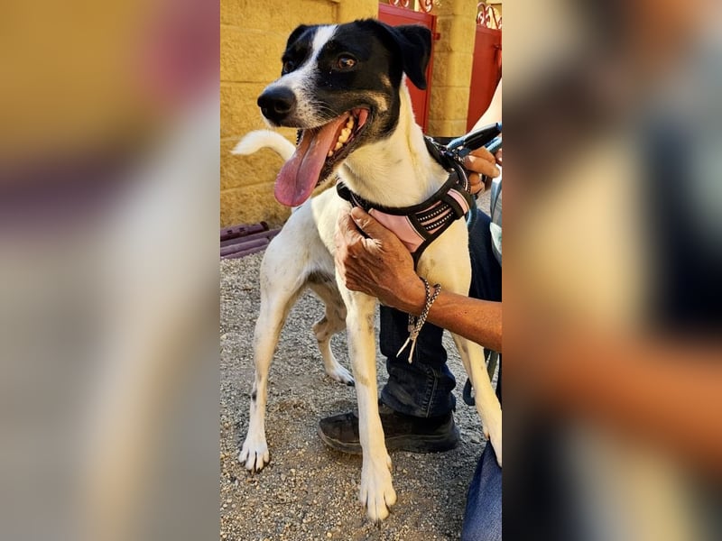 Kathi, zutraulich, verschmust und freundlich