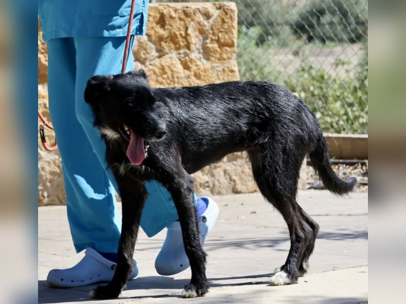 Pati, menschenbezogen, sanft, sehr sozial