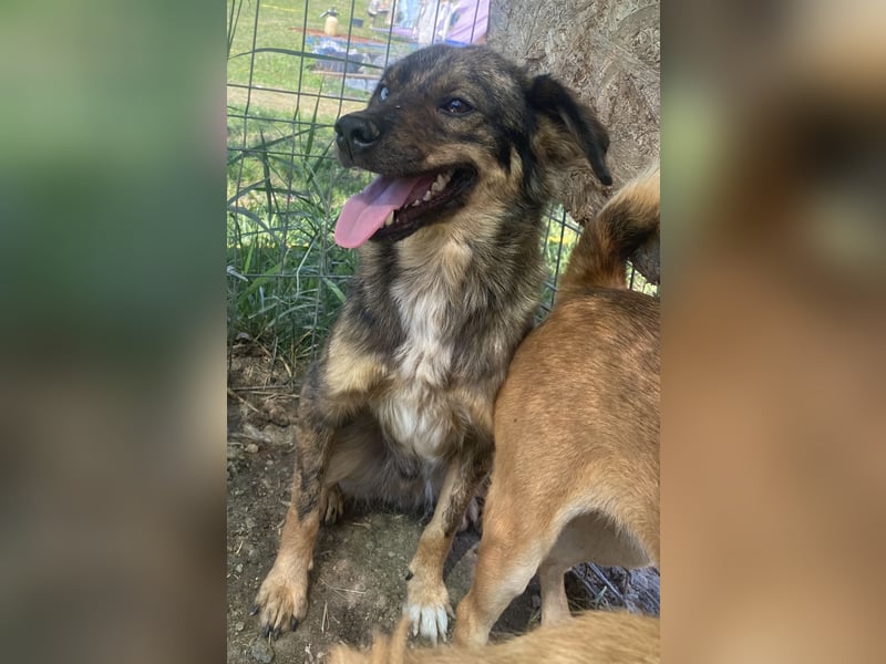 Azul - verträglich und lernwillig