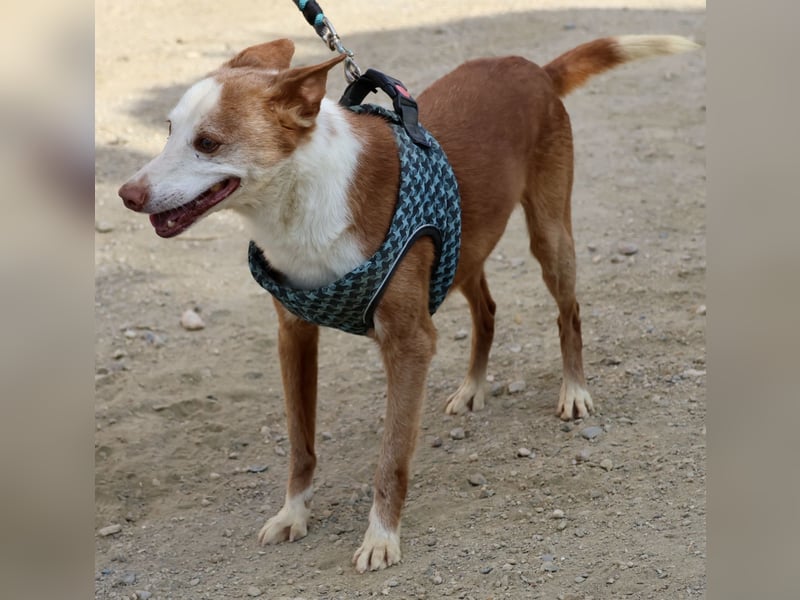 Jota - lässt sich gerne anfassen, freundlich und zutraulich