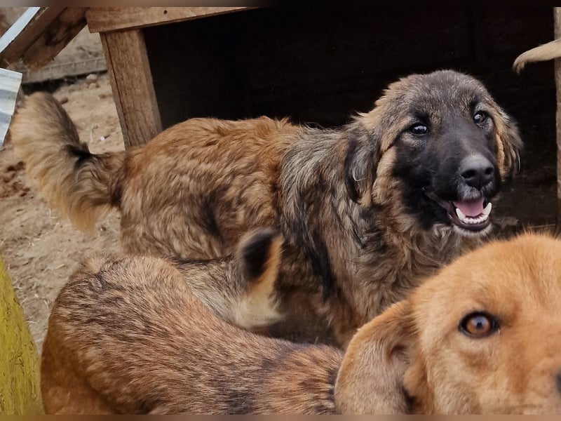 Peach - freundlich und verträglich