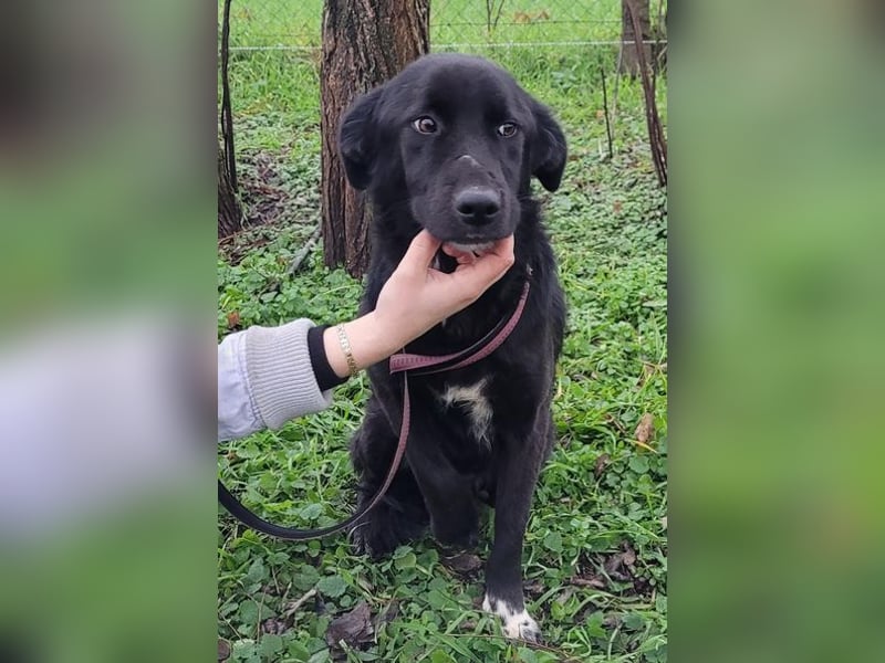 Pluto - freundlich und verschmust