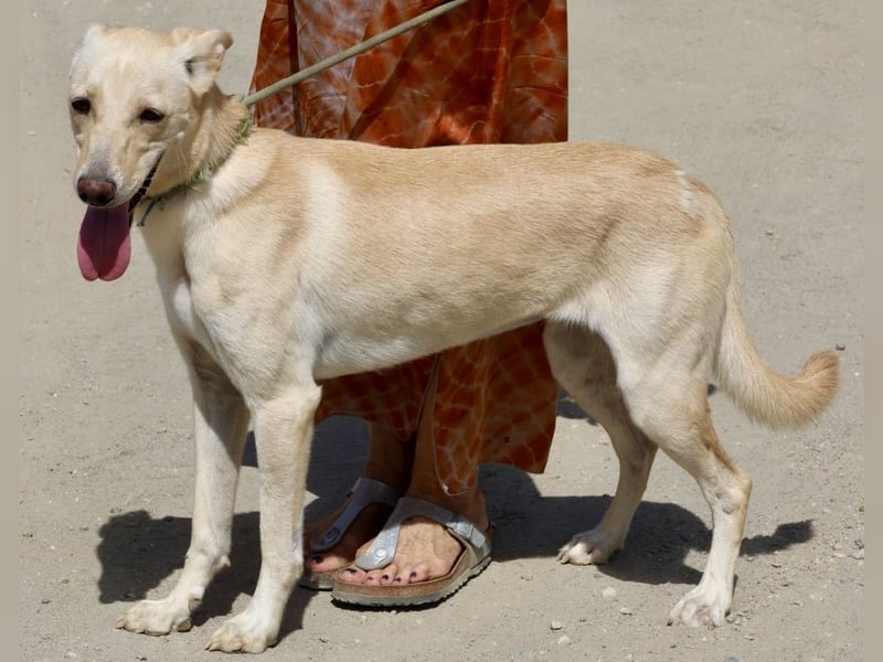 Susi - lernwillig, klug und zugänglich