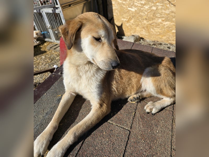 Laika - verschmust und neugierig