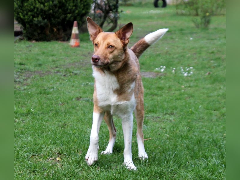 Andorra - freundlich und verträglich - BEREITS IN DEUTSCHLAND