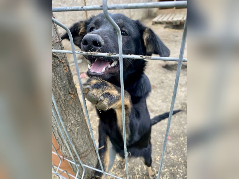 Juna - verträglich und neugierig