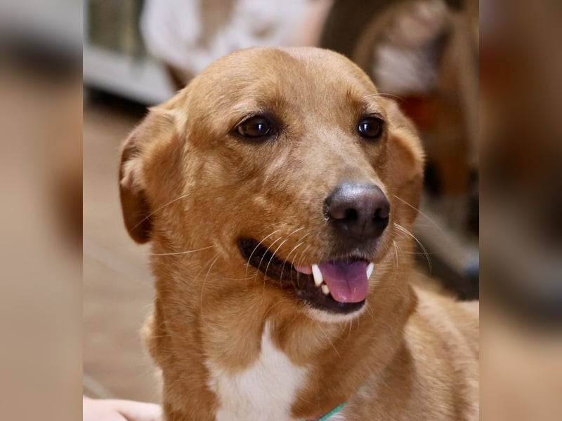 Nala - vertraut den Menschen und lebensfreudig