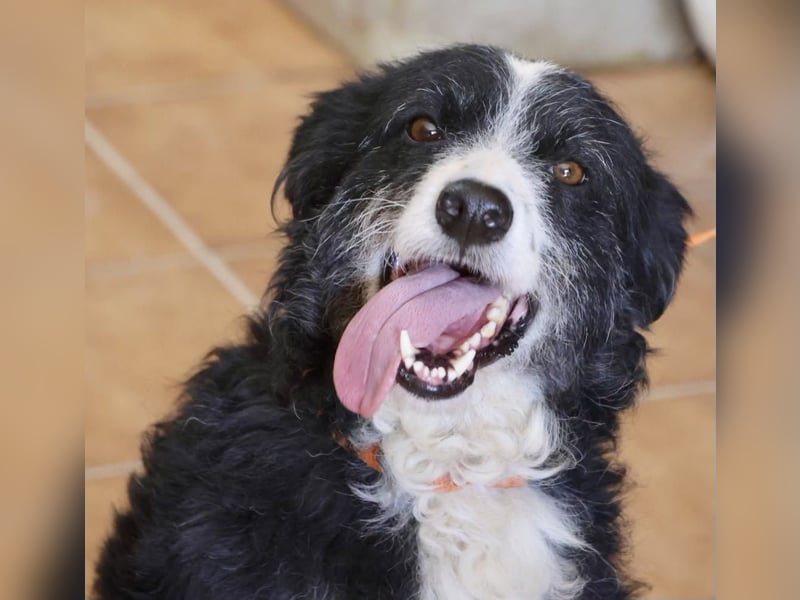 Didi - zutraulich, aufmerksam und verschmust