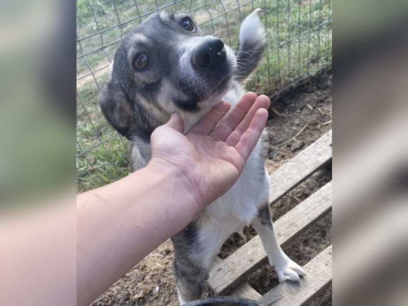 Gibbs - neugierig und aufmerksam