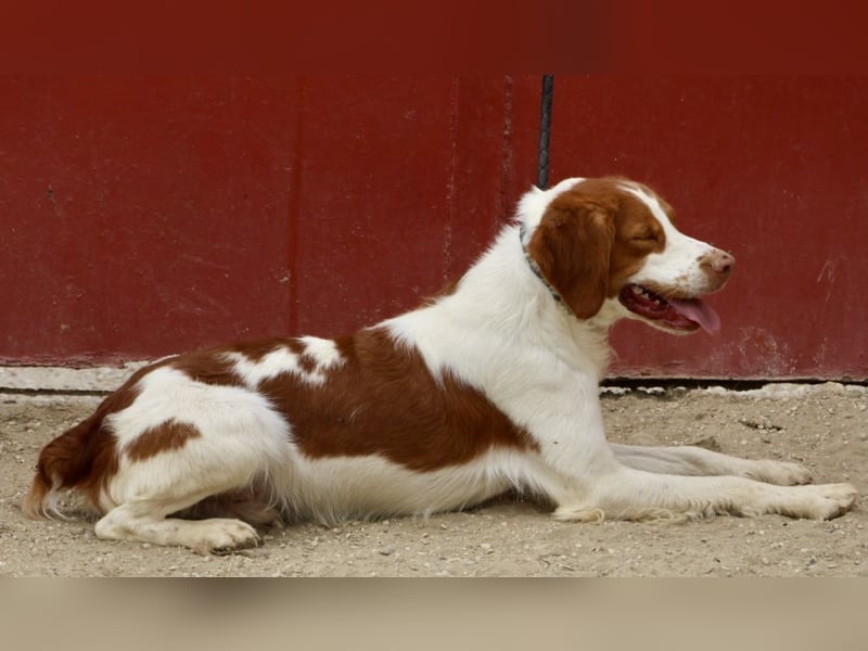 Ralf - klug, bewegungsfreudig und offen