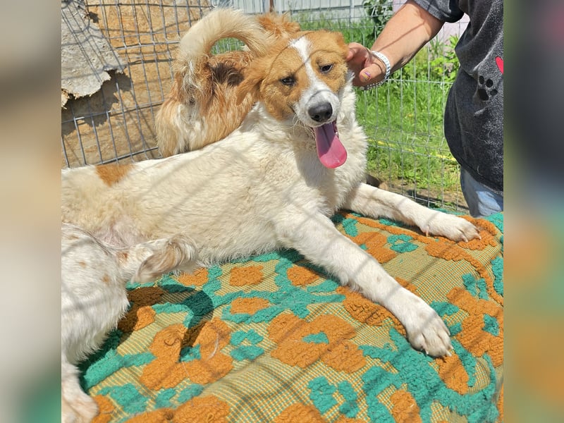 Lucy - interessiert und verträglich