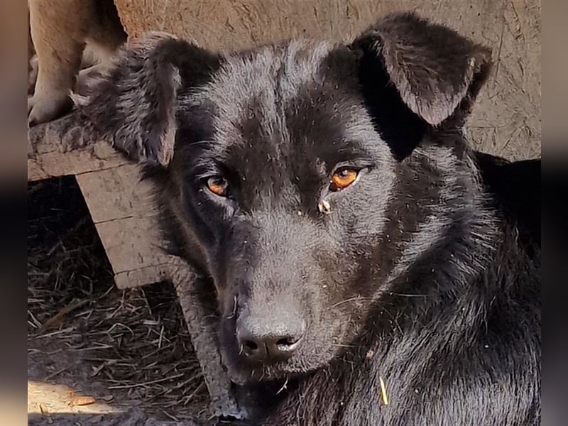 Harriet - freundlich und verträglich