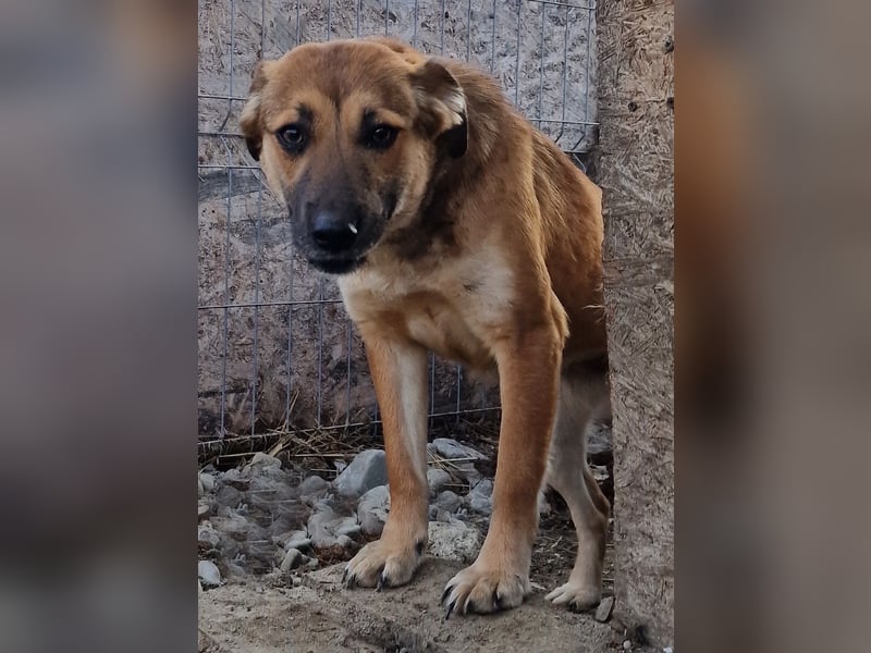 Cara - schüchtern und verträglich