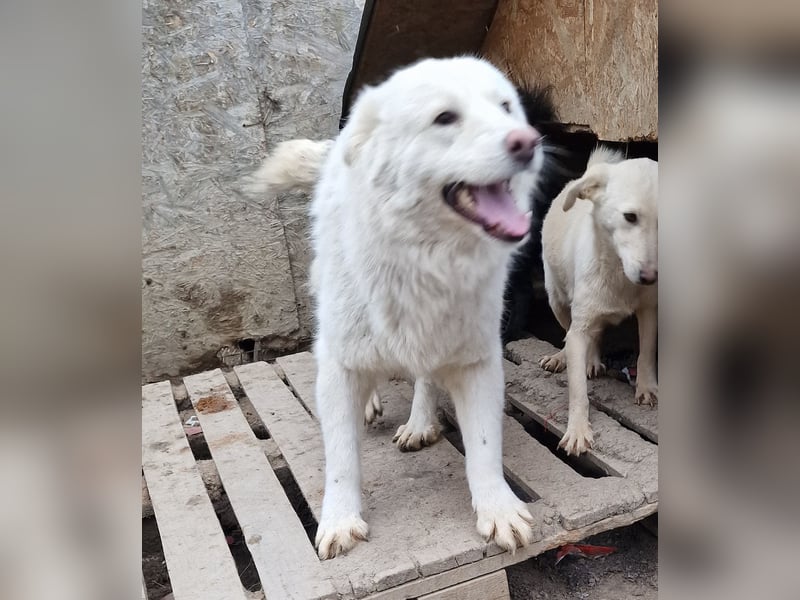 Miko - verträglich und interessiert